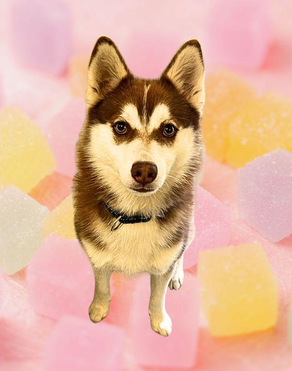 Stormy, Adoptable, Young Female Kai Dog.