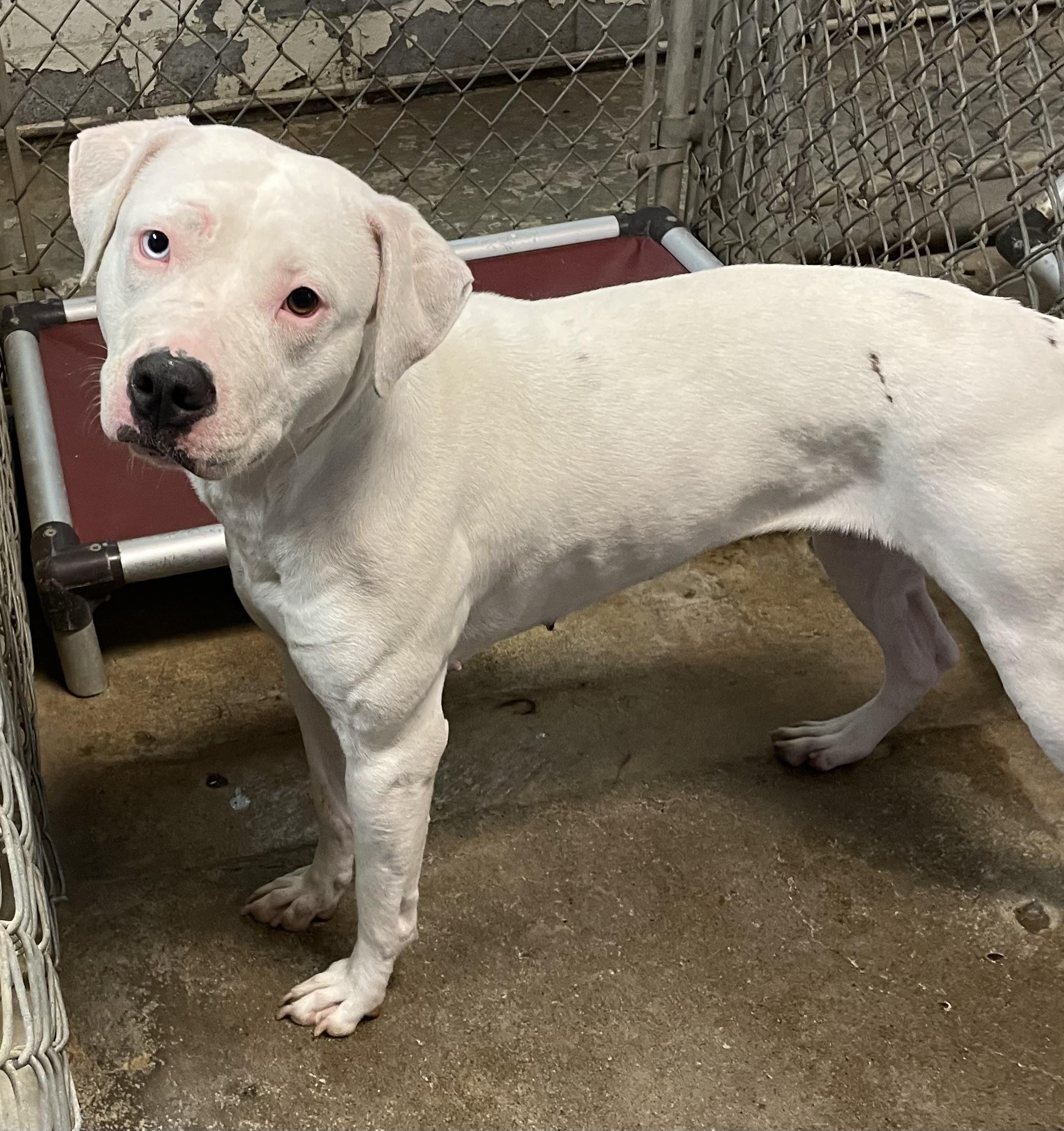 Enlarge Sloan AVAILABLE, a Adoptable American Bully in Canton, OH image 5/6