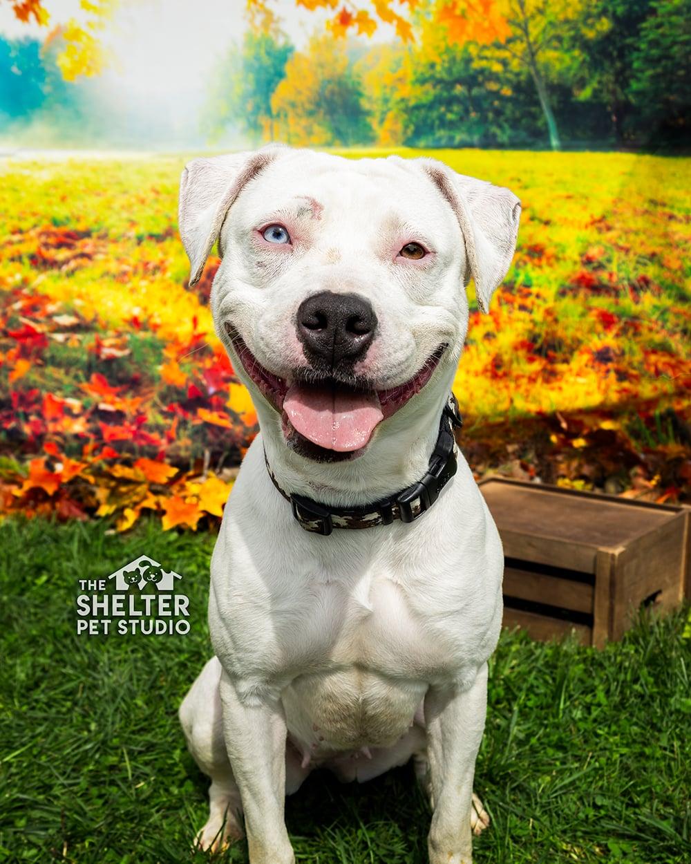 Enlarge Sloan AVAILABLE, a Adoptable American Bully in Canton, OH image 1/6