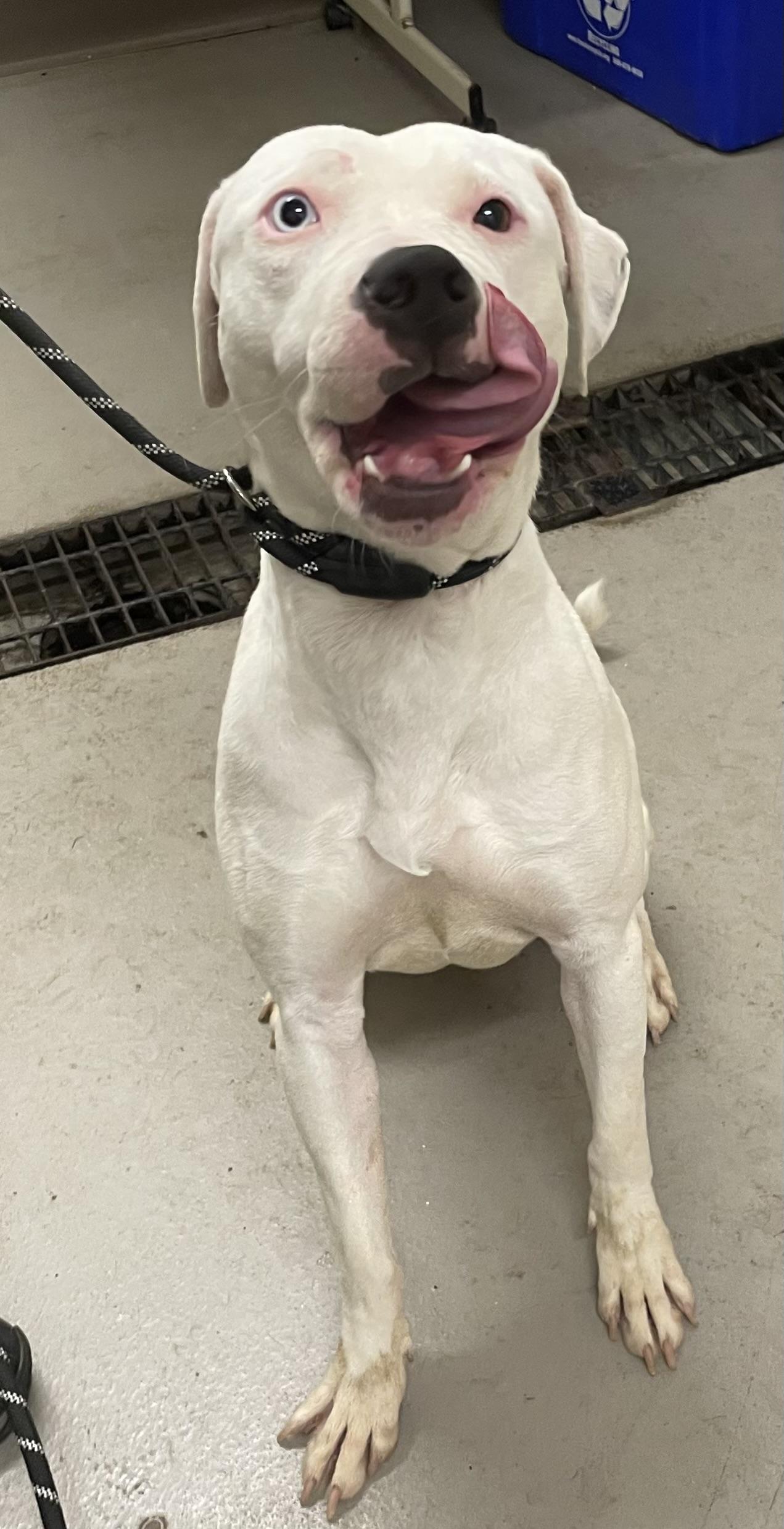 Enlarge Sloan AVAILABLE, a Adoptable American Bully in Canton, OH image 6/6