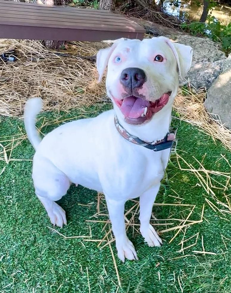 Enlarge Sloan AVAILABLE, a Adoptable American Bully in Canton, OH image 2/6