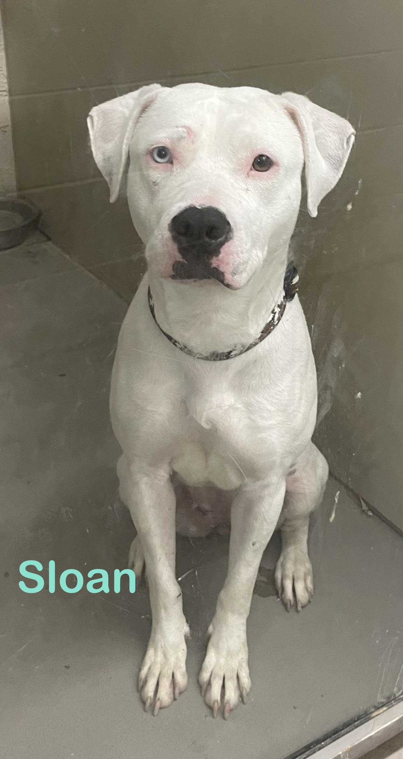 Enlarge Sloan AVAILABLE, a Adoptable American Bully in Canton, OH image 3/6