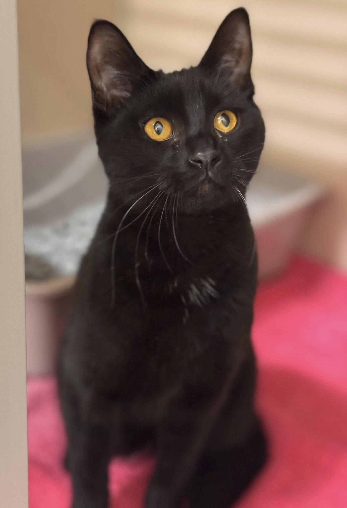 Enlarge Tig, a ADOPTABLE Domestic Short Hair in Hackensack, MN image 1/1