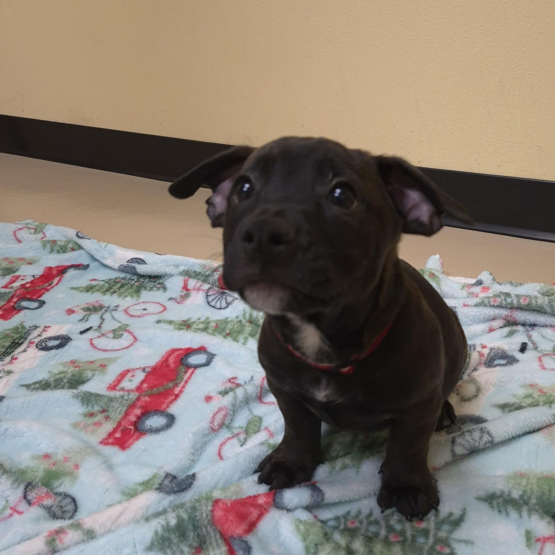 Cobb Vanth, ADOPTABLE, Young Male Boxer.