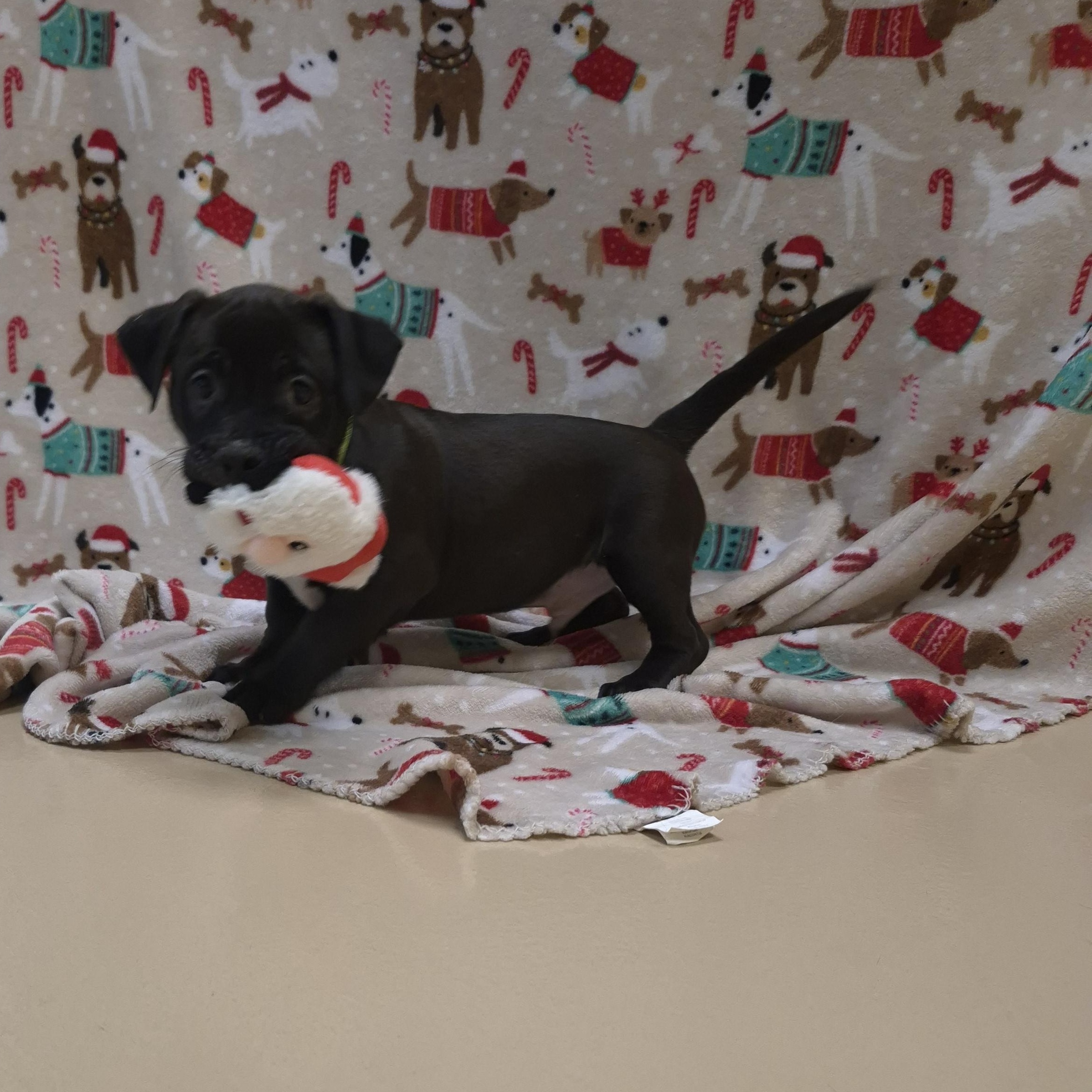 Enlarge Cobb Vanth, a ADOPTABLE mixed breed in Schertz, TX image 2/2