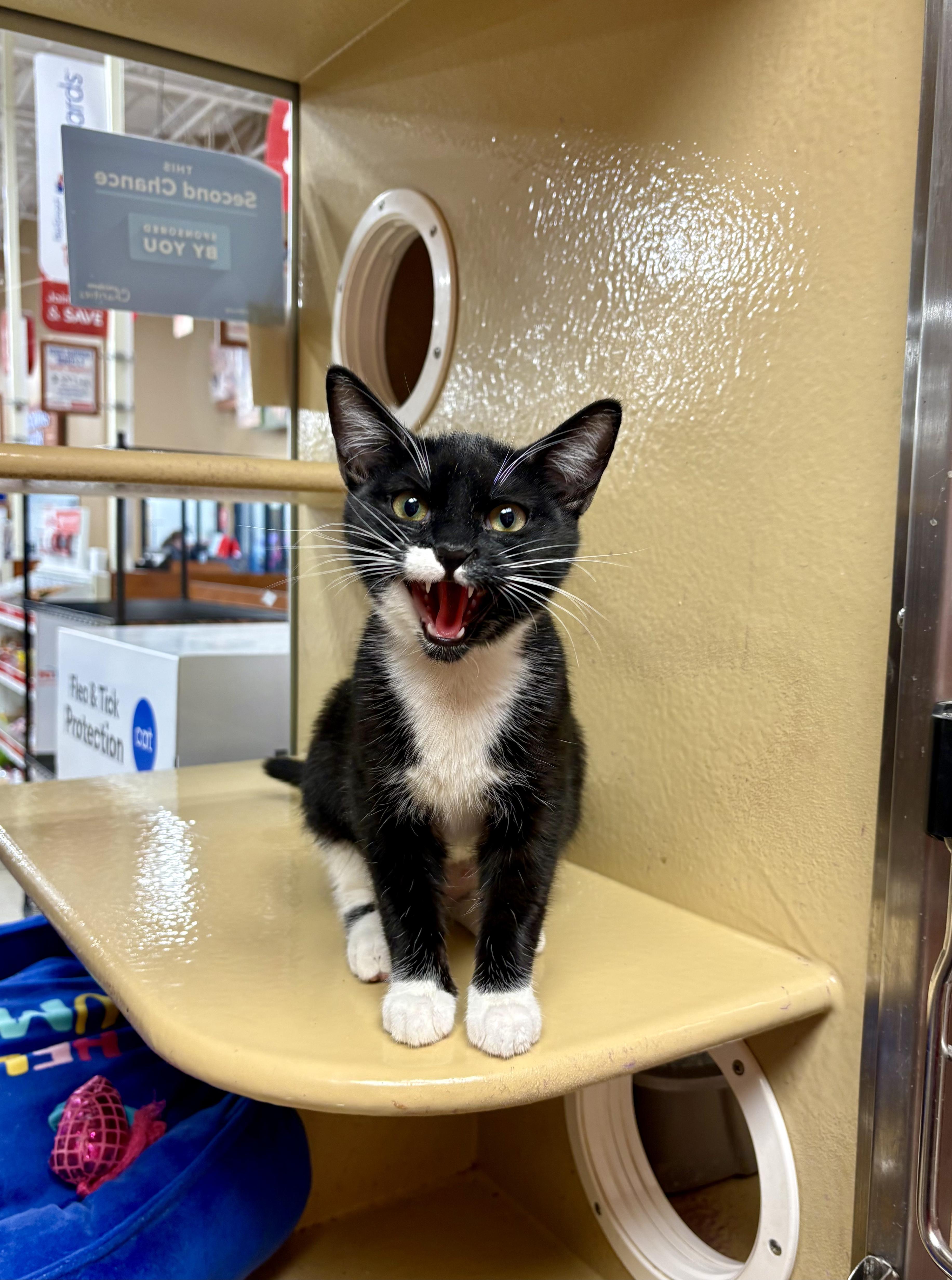 Enlarge Charlee, a Adoptable Tuxedo in Columbia, SC image 1/1