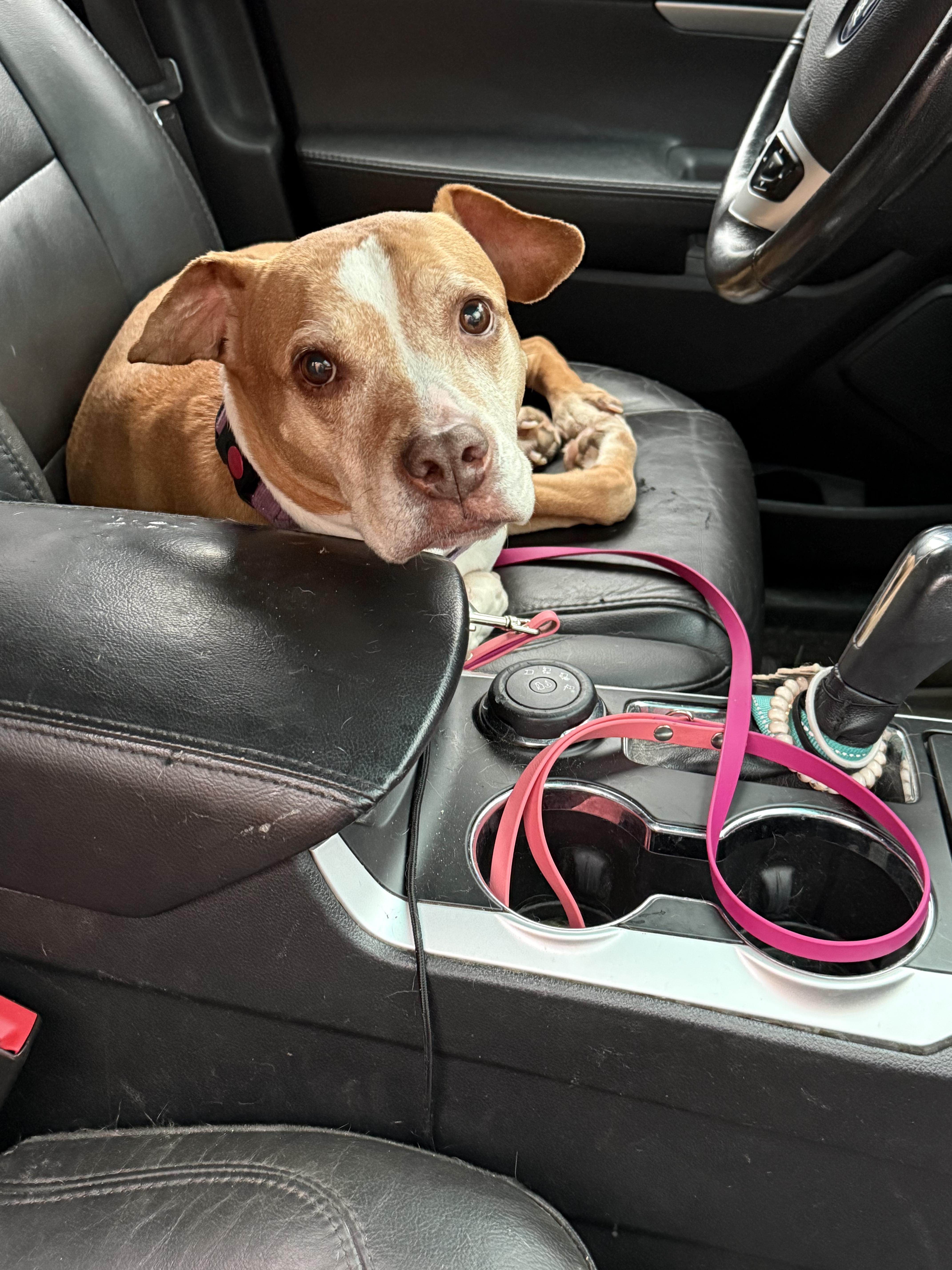 Enlarge Princess, a Adoptable mixed breed in Stahlstown, PA image 1/6