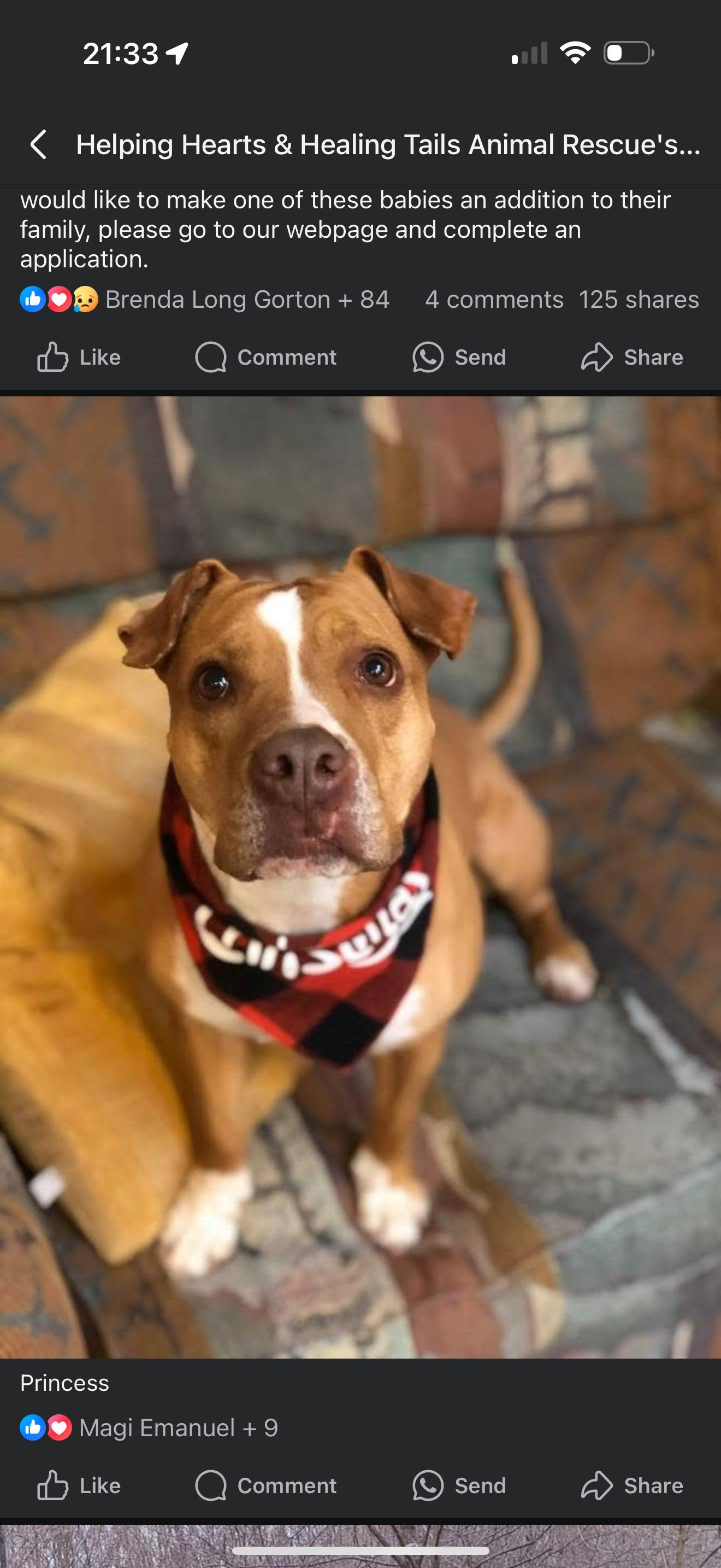 Princess, Adoptable, Senior Female Pit Bull Terrier.