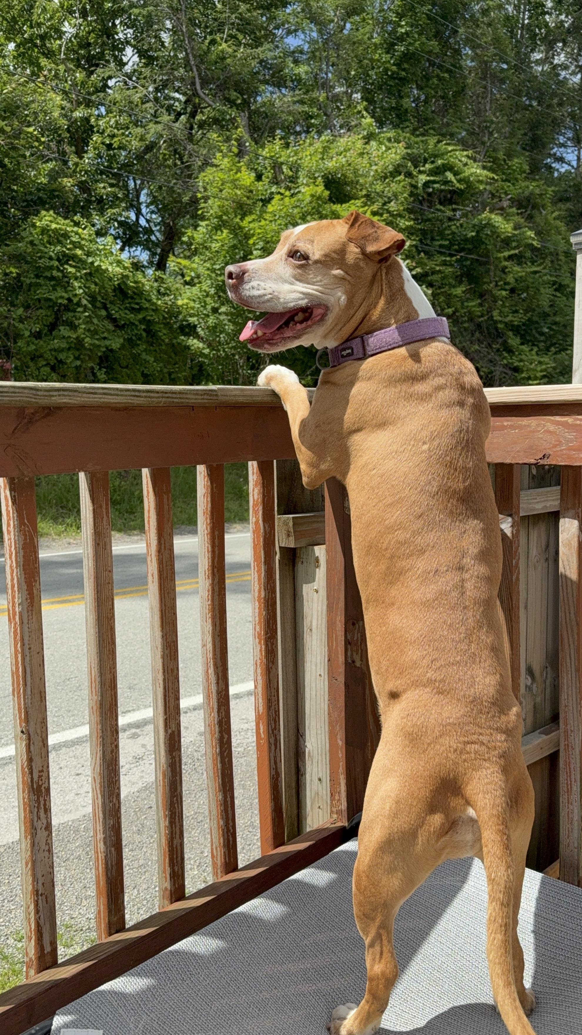 Enlarge Princess, a Adoptable mixed breed in Stahlstown, PA image 4/6