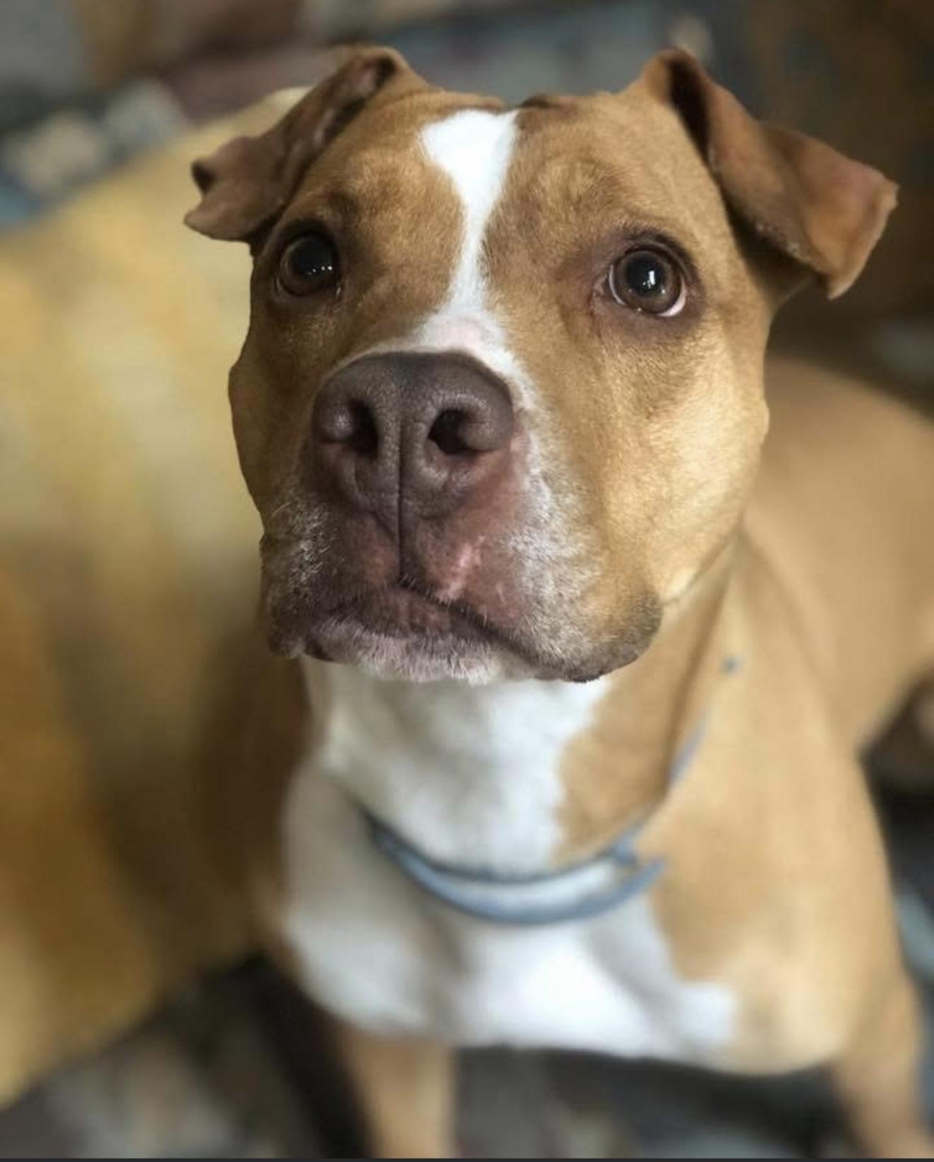 Enlarge Princess, a Adoptable mixed breed in Stahlstown, PA image 5/6