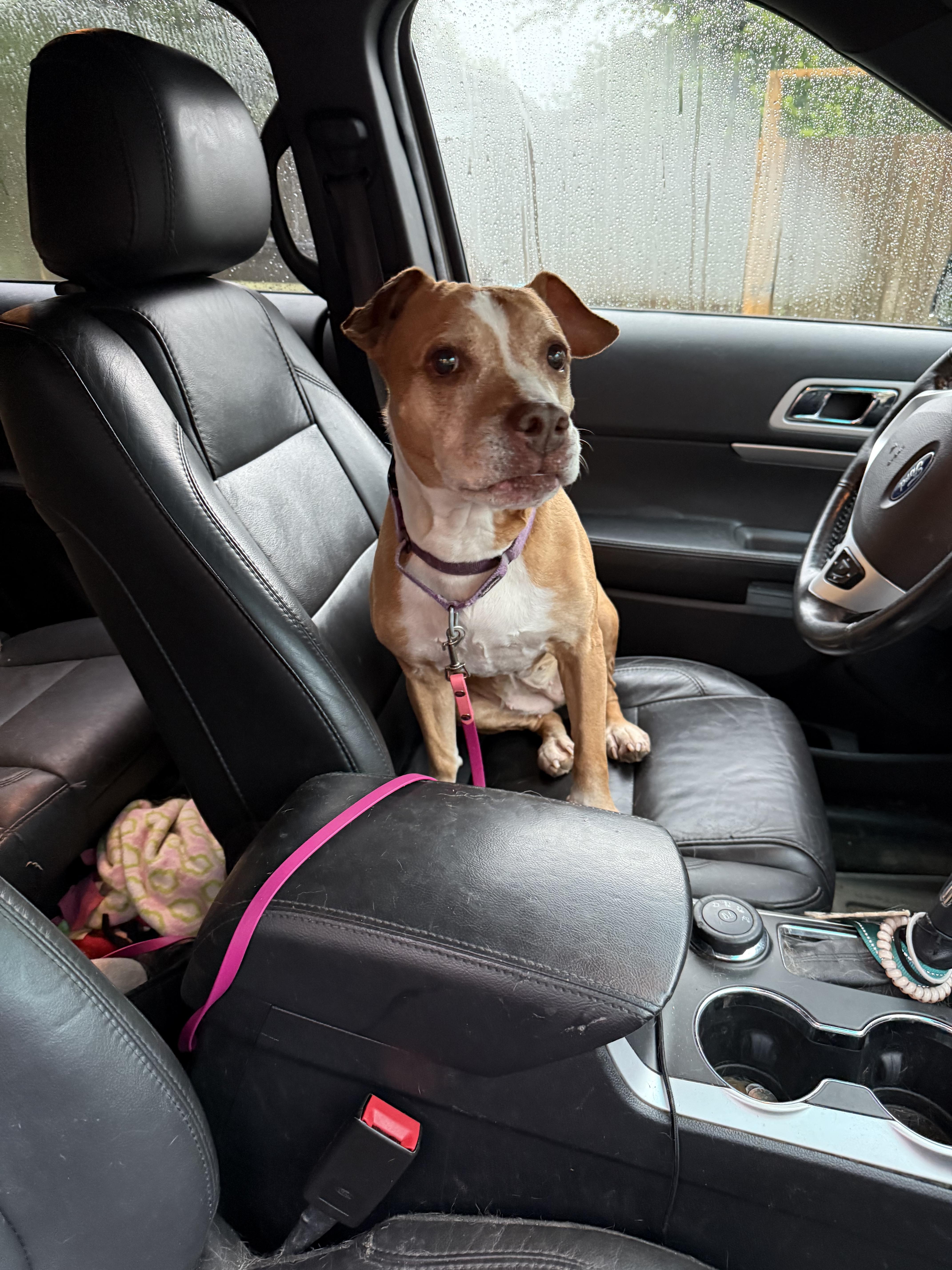 Enlarge Princess, a Adoptable mixed breed in Stahlstown, PA image 5/6