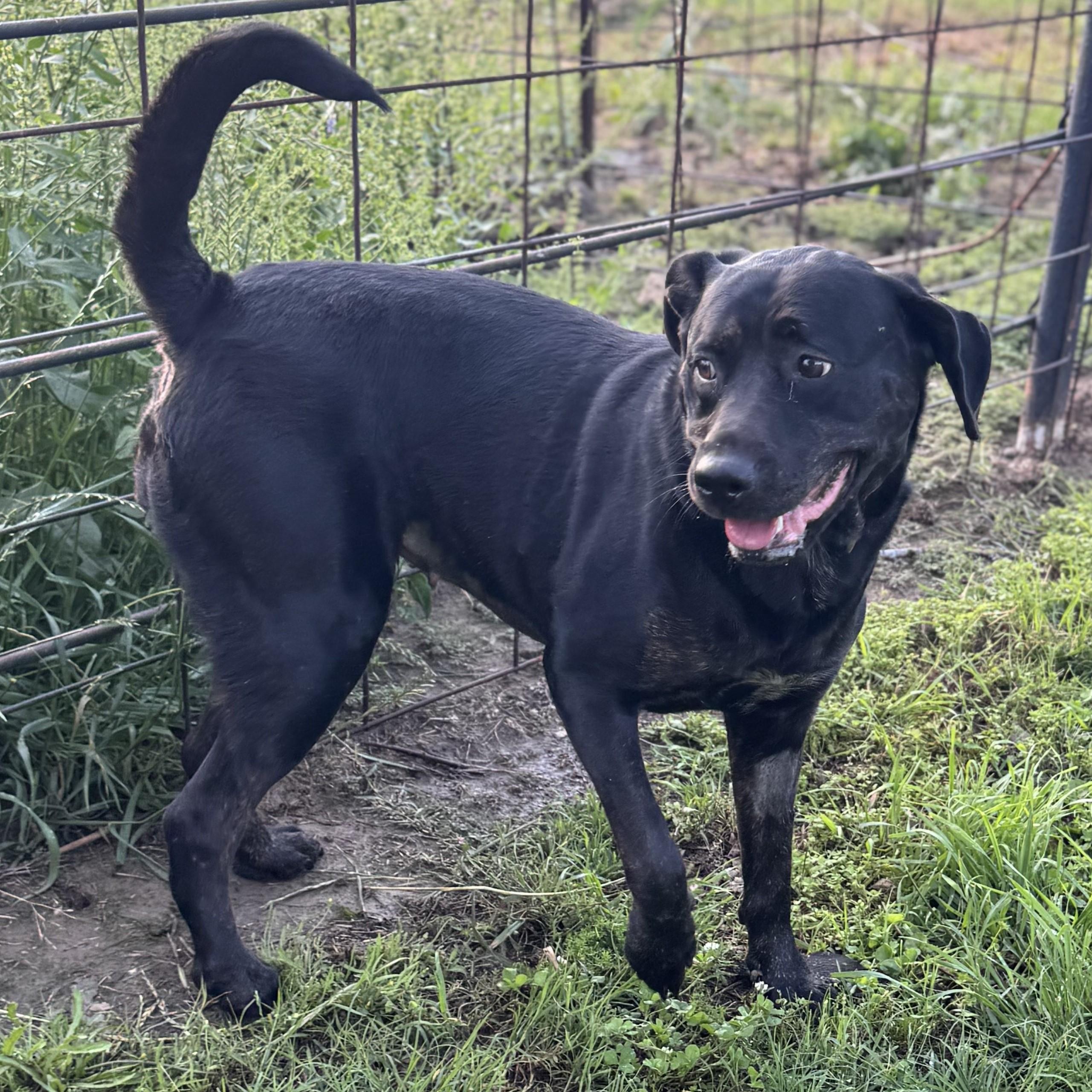 Enlarge Koko, a Adoptable Labrador Retriever in Elkhorn, WI image 2/4
