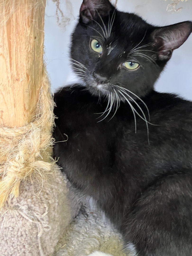 Moe, a Adoptable mixed breed in Arnprior, ON image 1/3