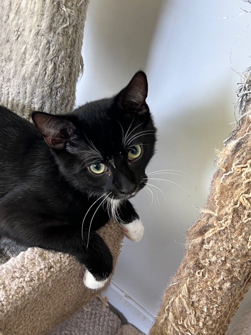 Moe, a Adoptable mixed breed in Arnprior, ON image 2/3