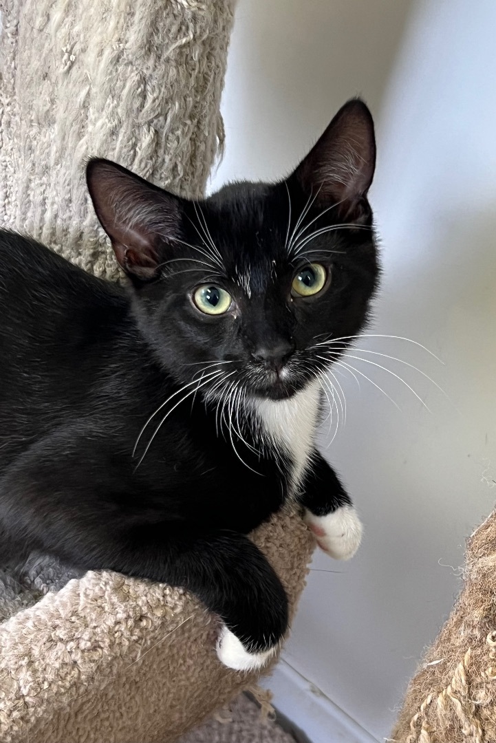 Moe, a Adoptable mixed breed in Arnprior, ON image 3/3