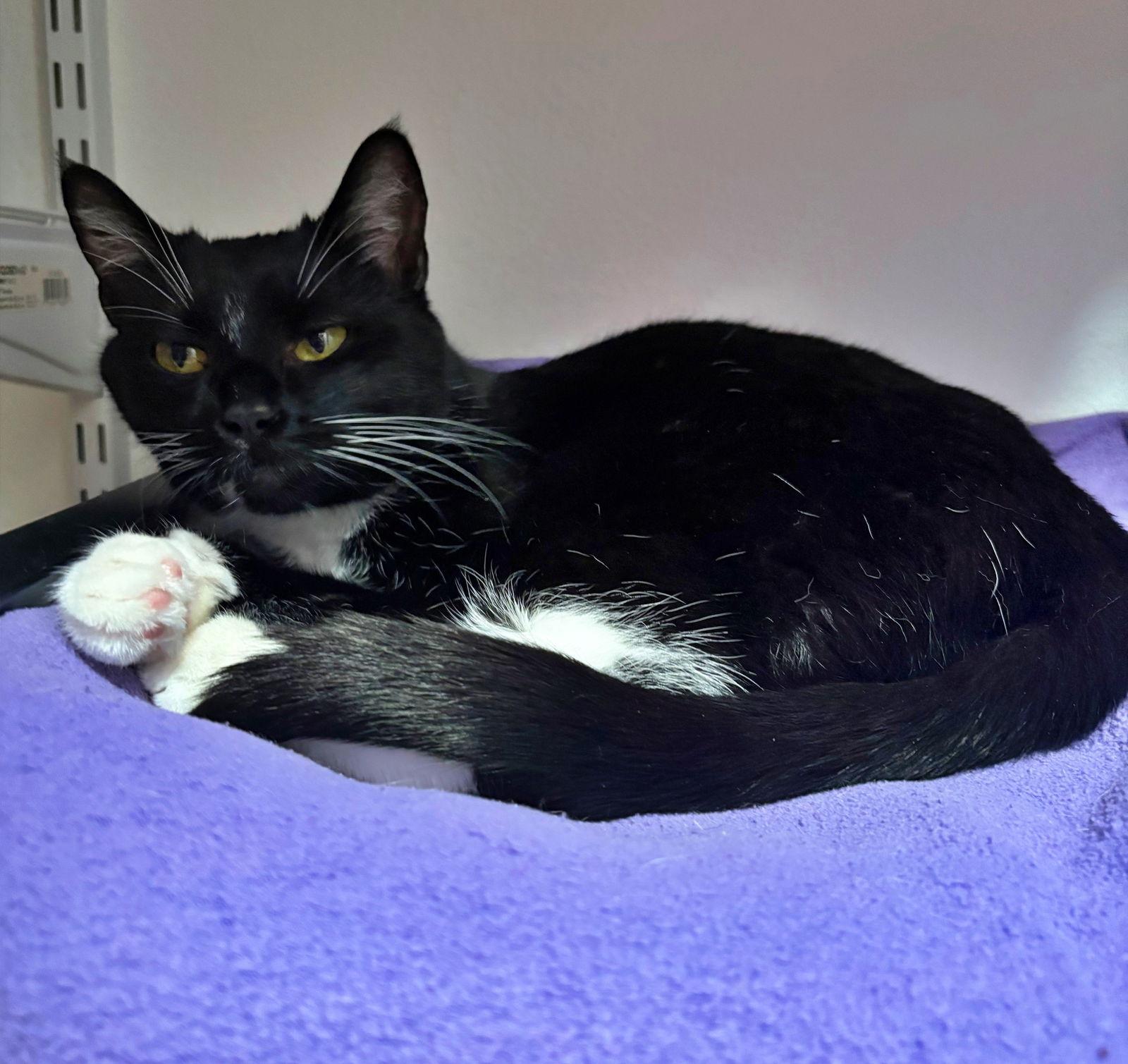 MARINA -, Adoptable, Young Female Tuxedo & Domestic Short Hair.