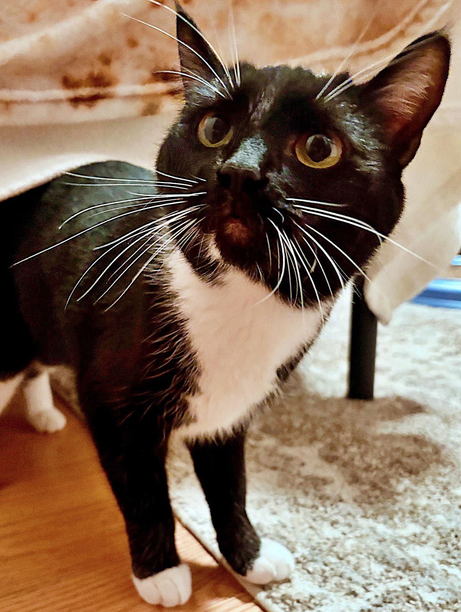 MARINA -, a Adoptable mixed breed in Hillsboro, OR image 2/3