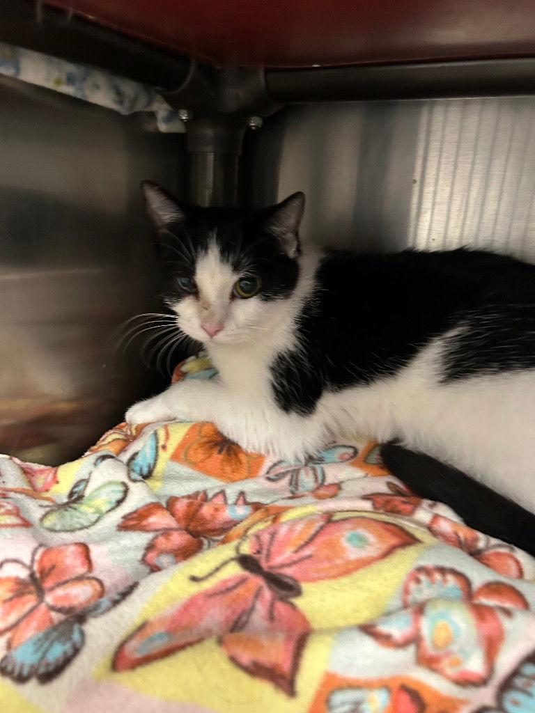 Enlarge Abby, a Adoptable Domestic Medium Hair in Emmett, ID image 1/1