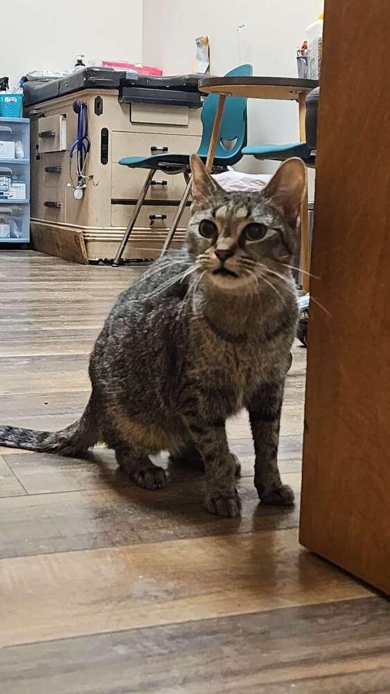 Ohpelia, Adoptable, Adult Female Domestic Short Hair.