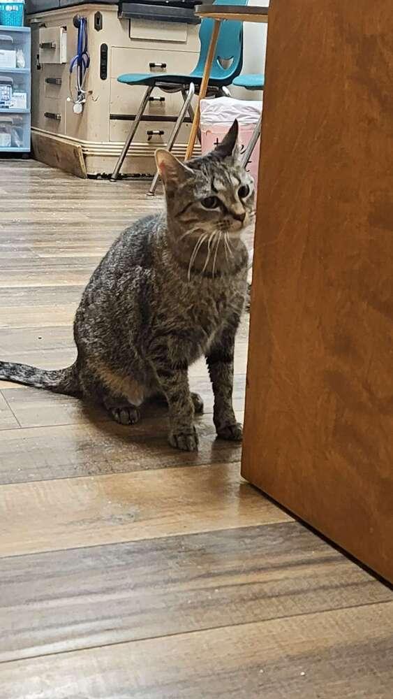 Enlarge Ohpelia, a Adoptable Domestic Short Hair in Lorain, OH image 2/6