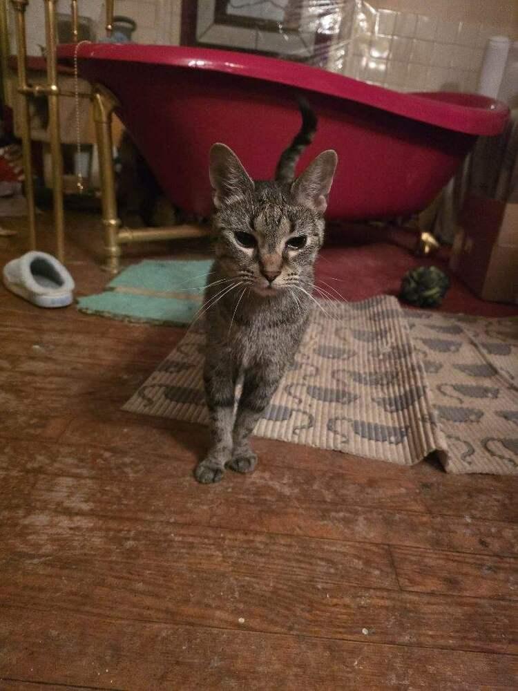 Enlarge Ohpelia, a Adoptable Domestic Short Hair in Lorain, OH image 4/6