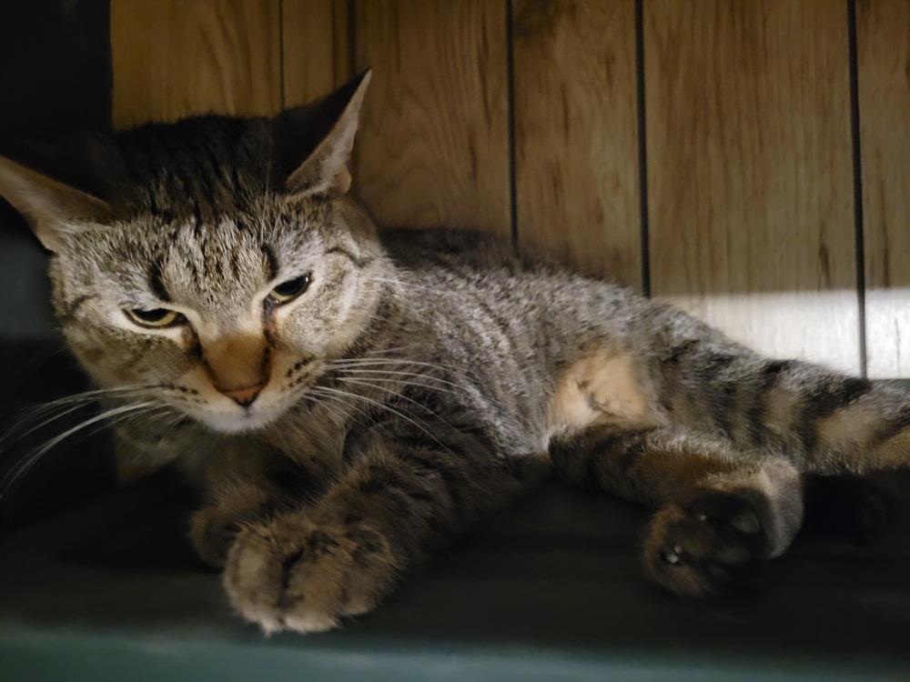 Enlarge Ohpelia, a Adoptable Domestic Short Hair in Lorain, OH image 5/6