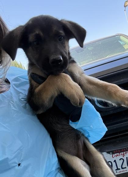 Odie, Adoptable, Puppy Male German Shepherd Dog & Mixed Breed.