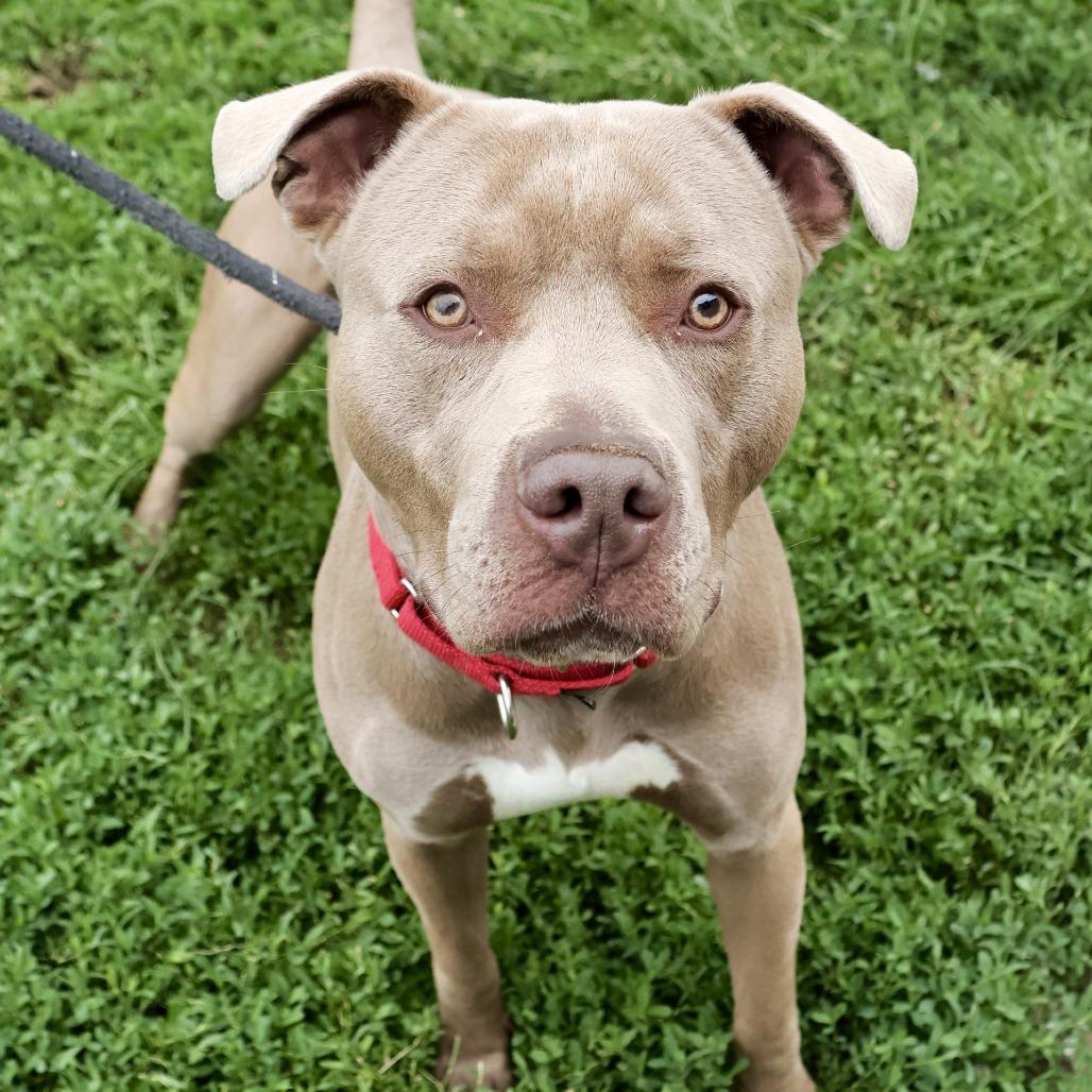 Goober, Adoptable, Adult Male Pit Bull Terrier.