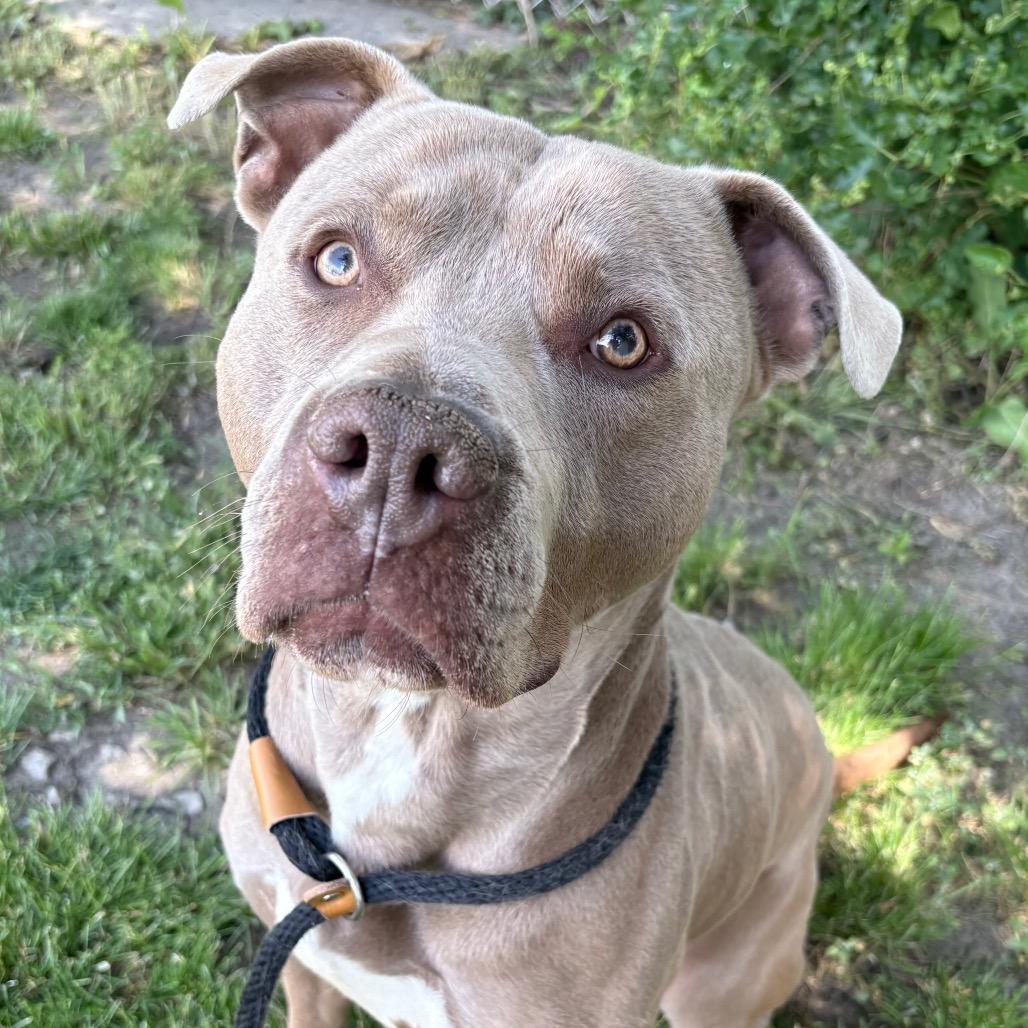Goober, a Adoptable Pit Bull Terrier in St Joseph, MO image 2/2