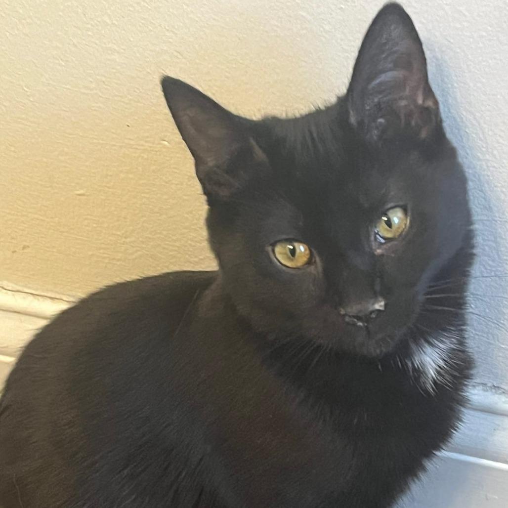 Enlarge S'more, a Adoptable Domestic Short Hair in Springfield, OH image 1/1