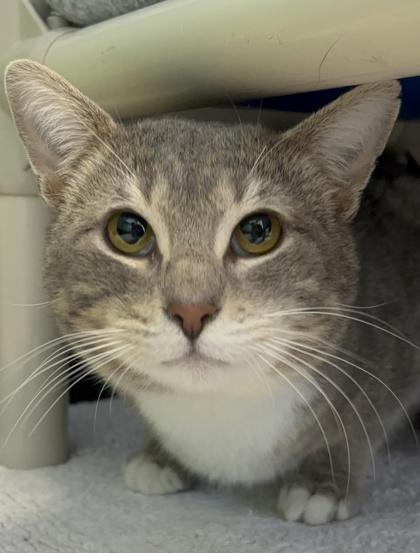 Dream, adopted, Adult Male Domestic Short Hair.