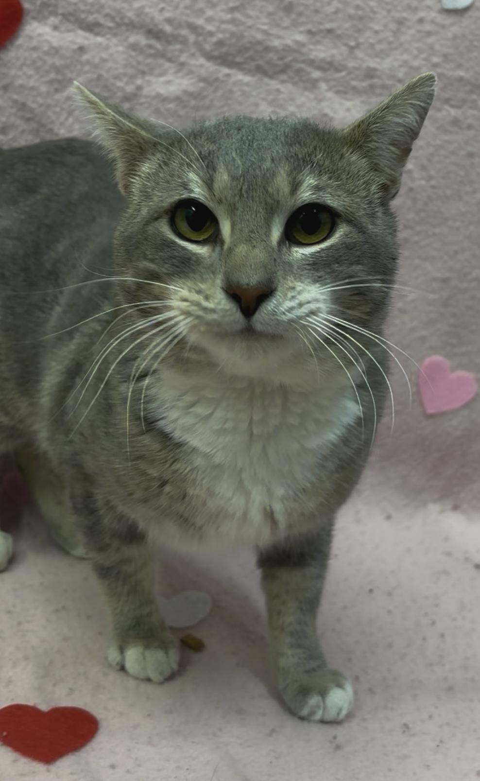 Enlarge Dream, an adopted mixed breed in Payson, AZ image 2/3