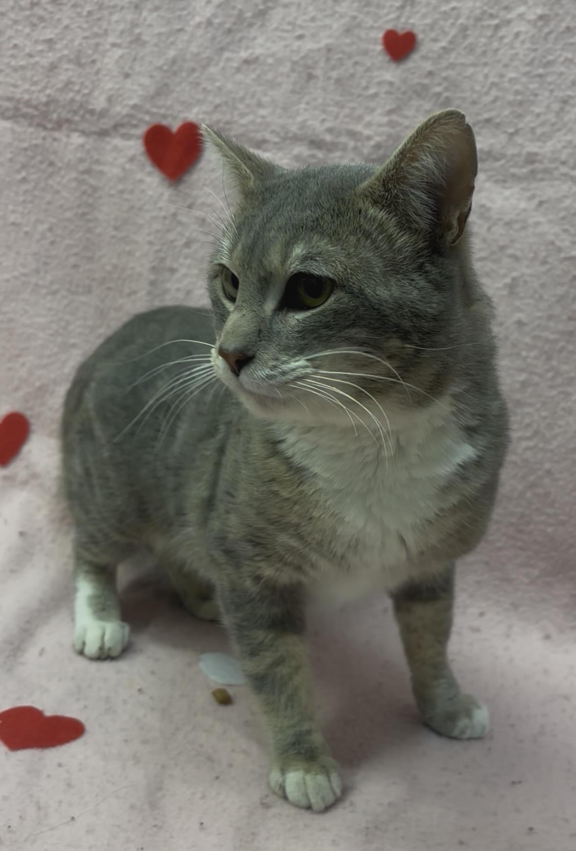 Enlarge Dream, an adopted mixed breed in Payson, AZ image 3/3