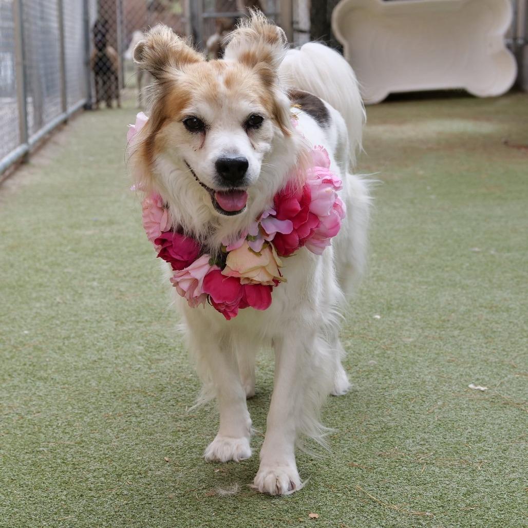 Charlotte OA/OS NV PDR, Adoptable, Adult Female Cattle Dog.