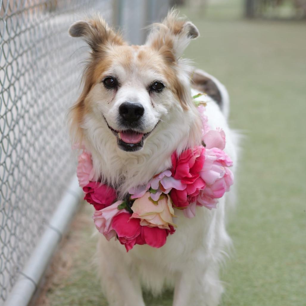 Charlotte OA/OS NV PDR, a Adoptable Cattle Dog in Las Vegas, NV image 2/5