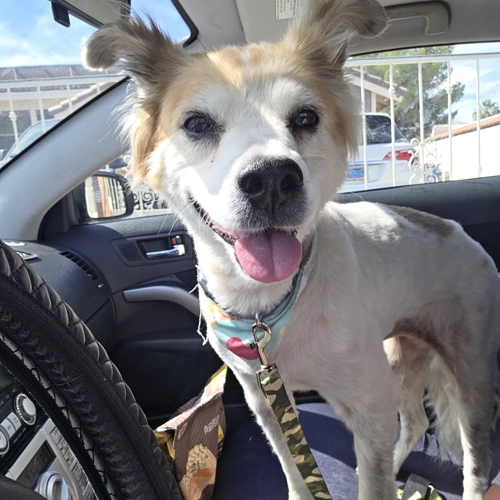 Charlotte OA/OS NV PDR, a Adoptable Cattle Dog in Las Vegas, NV image 3/5