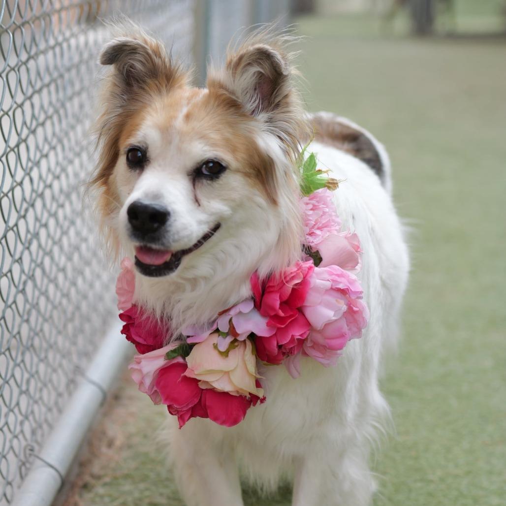 Charlotte OA/OS NV PDR, a Adoptable Cattle Dog in Las Vegas, NV image 4/5