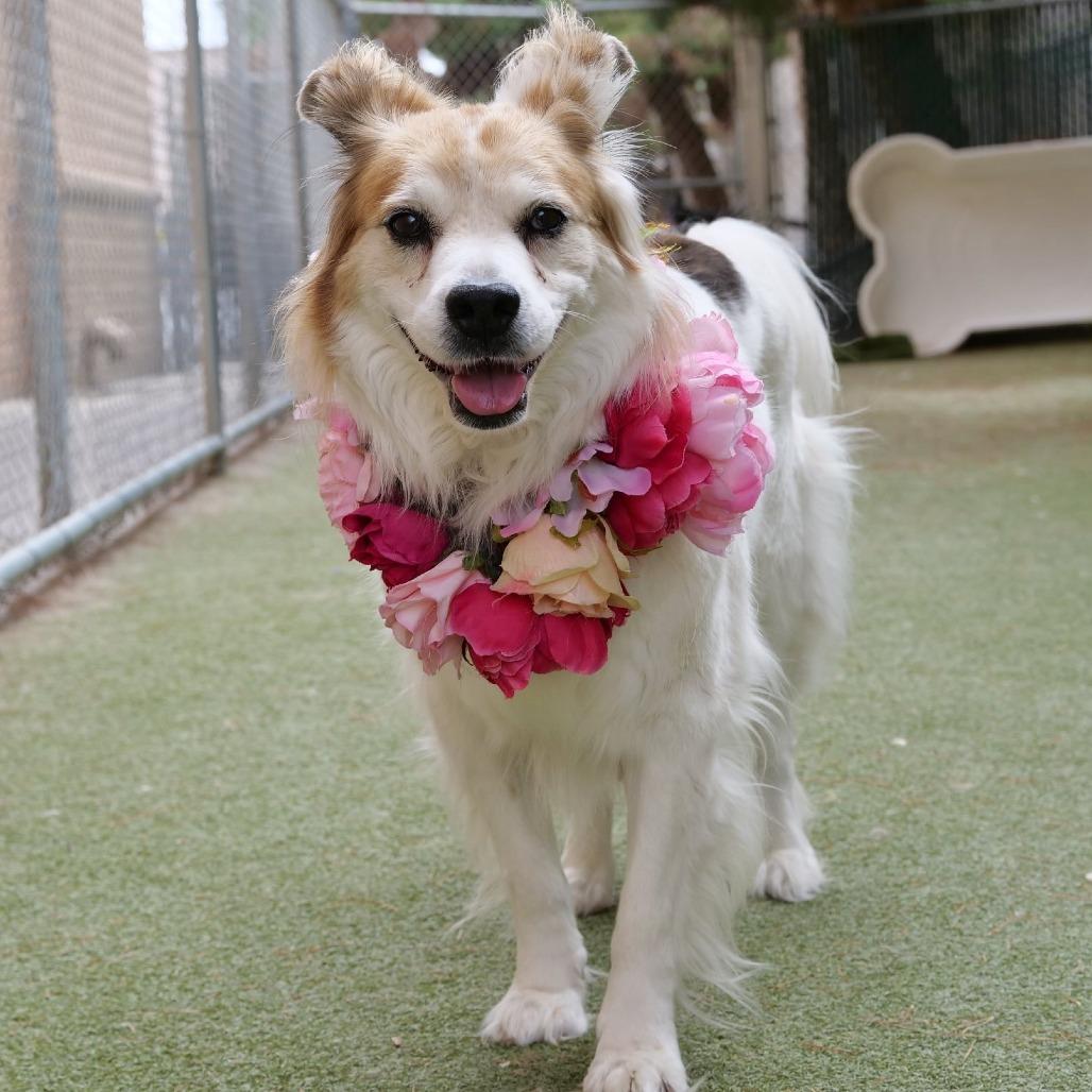 Charlotte OA/OS NV PDR, a Adoptable Cattle Dog in Las Vegas, NV image 5/5