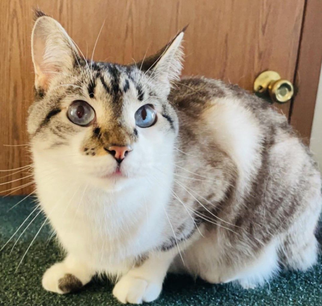 Cat for adoption Lonely Elenor Rigby, a Siamese in Lees Summit, MO