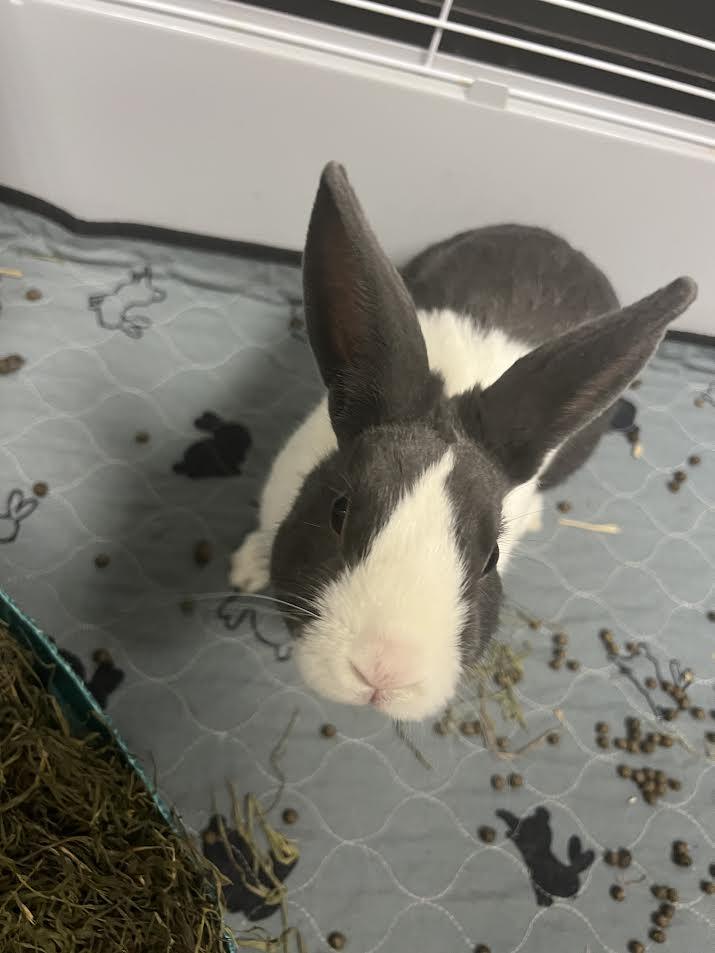 Honey Bun, ADOPTABLE, Baby Female Dutch.