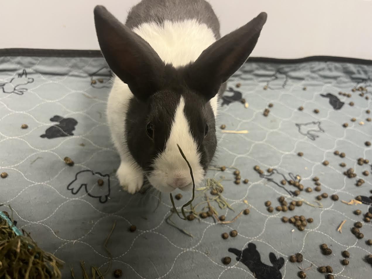 Enlarge Honey Bun, a ADOPTABLE Dutch in South Elgin, IL image 2/3