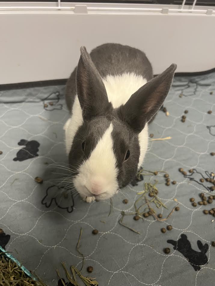 Enlarge Honey Bun, a ADOPTABLE Dutch in South Elgin, IL image 3/3