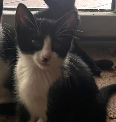 White Stripe - in foster care - loves other cats, a ADOPTABLE mixed breed in Randolph, NJ image 2/2