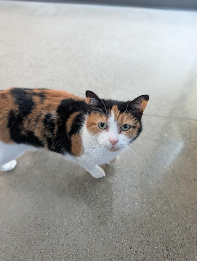 Enlarge Bells, a Adoptable mixed breed in Greenfield, IN image 1/4