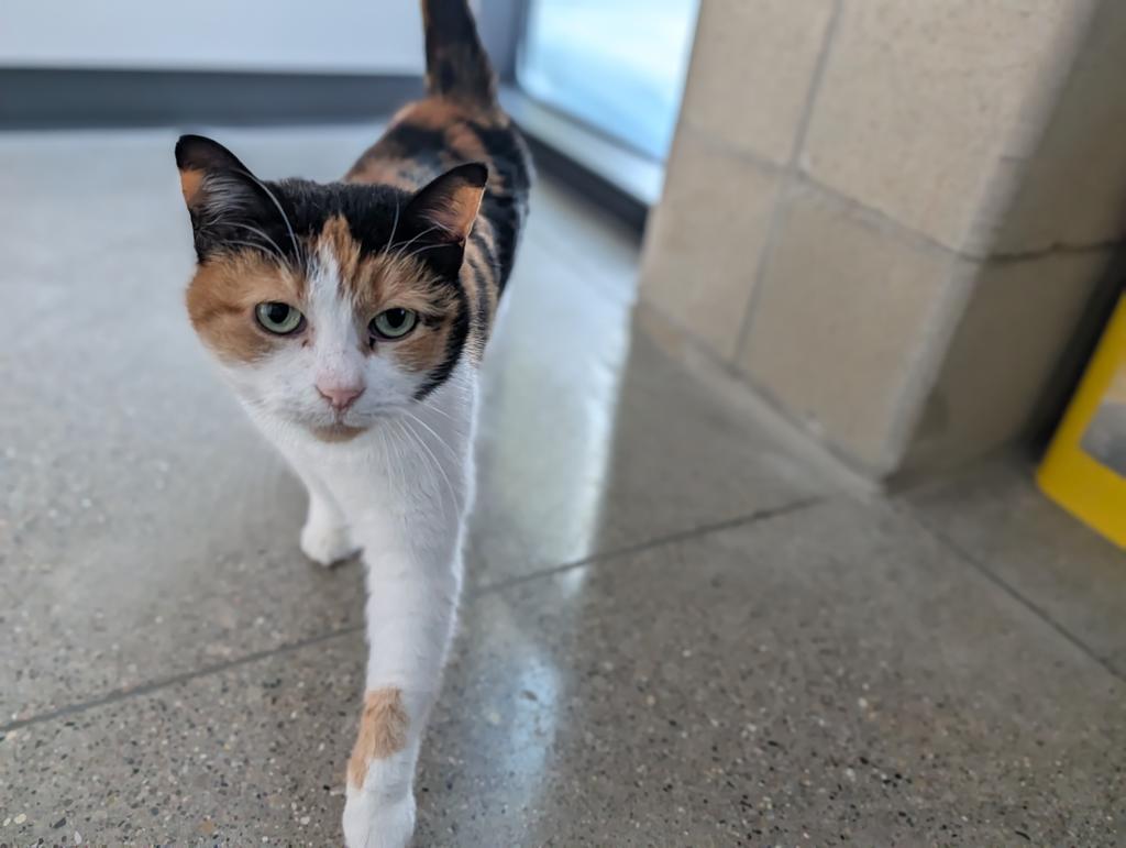 Enlarge Bells, a Adoptable mixed breed in Greenfield, IN image 3/4