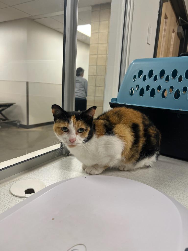 Enlarge Bells, a Adoptable mixed breed in Greenfield, IN image 1/1