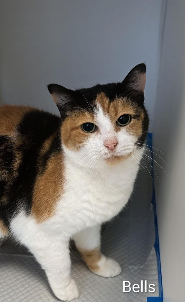 Enlarge Bells, a Adoptable mixed breed in Greenfield, IN image 4/4