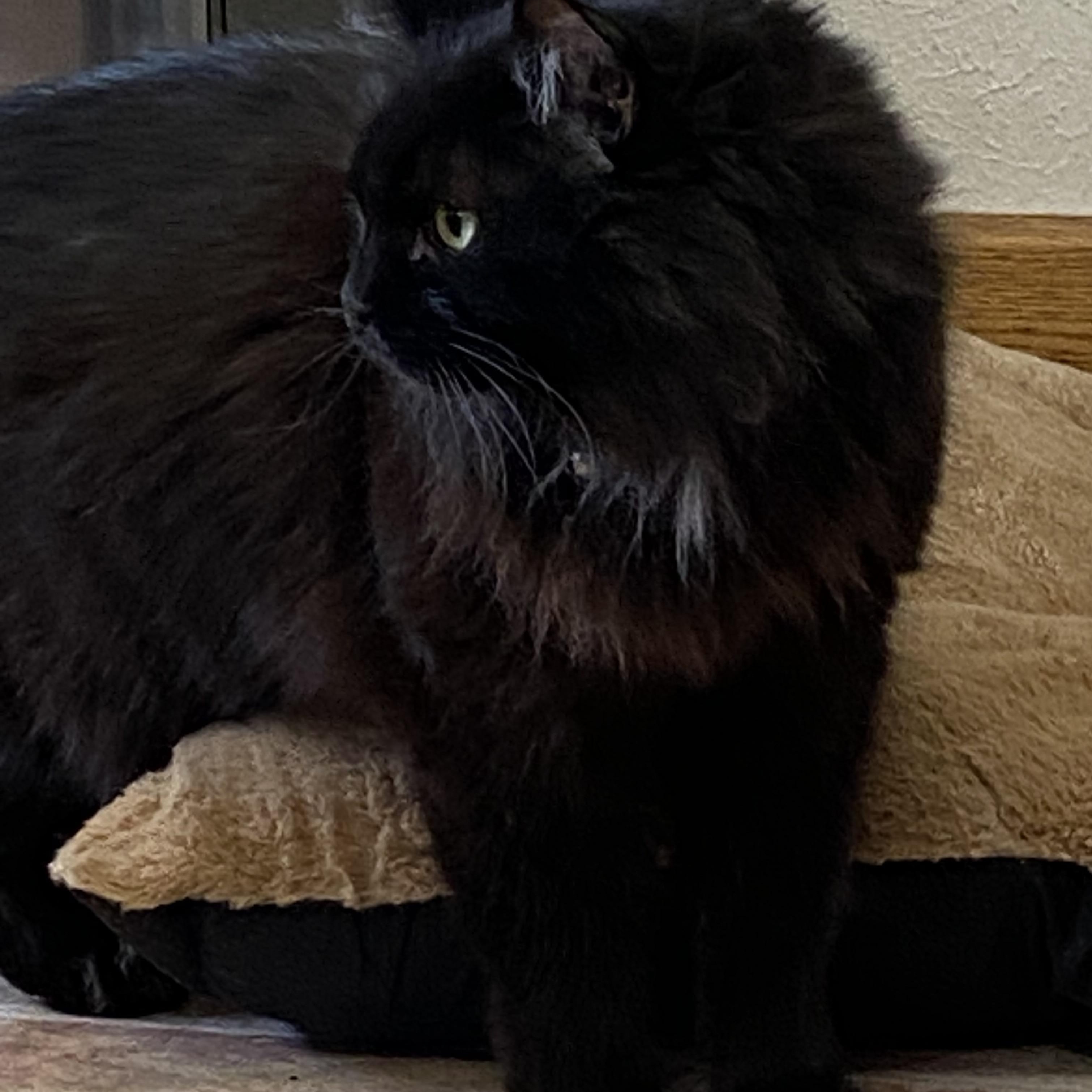 Nix, a ADOPTABLE Domestic Long Hair in Choteau, MT image 2/3