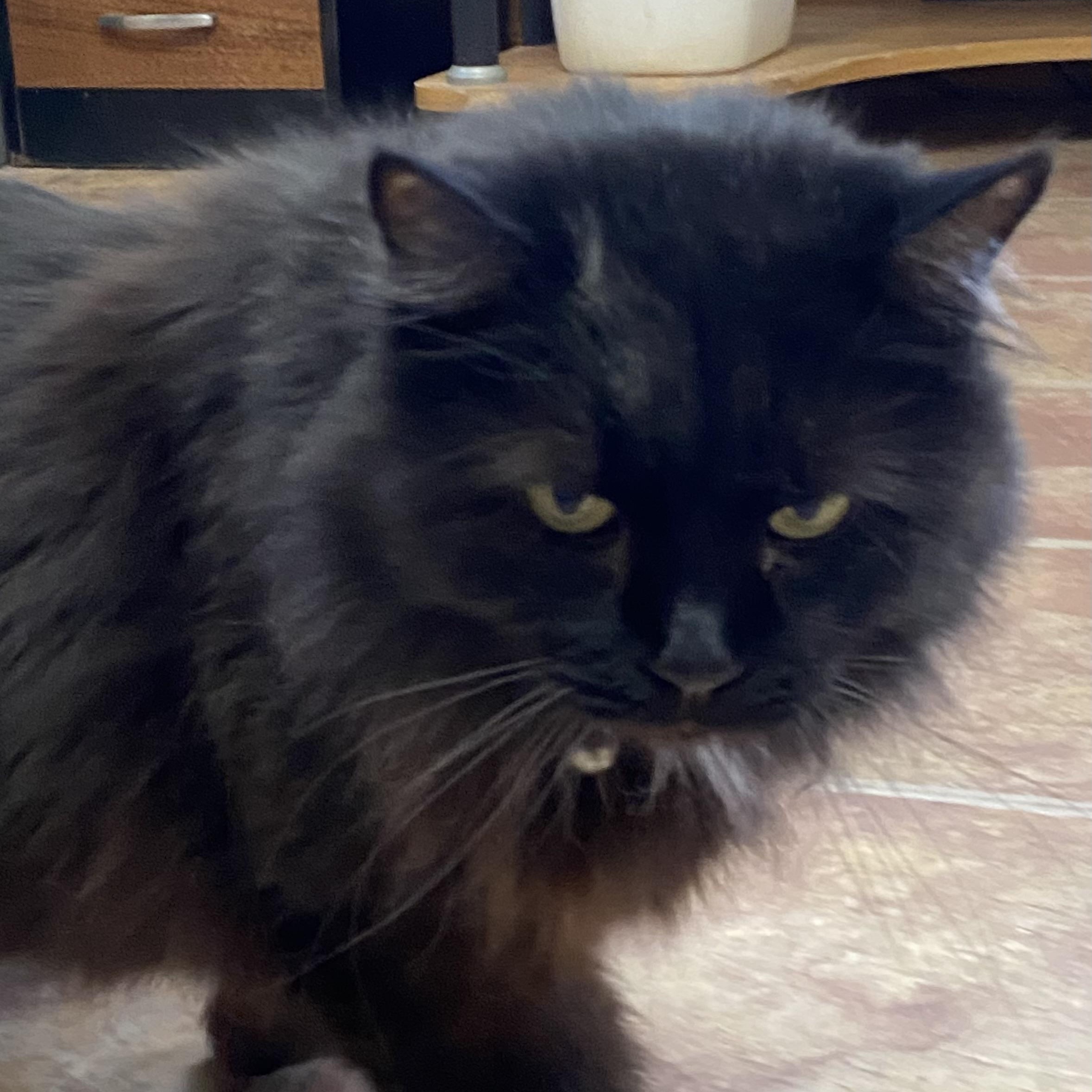 Nix, ADOPTABLE, Adult Female Domestic Long Hair.