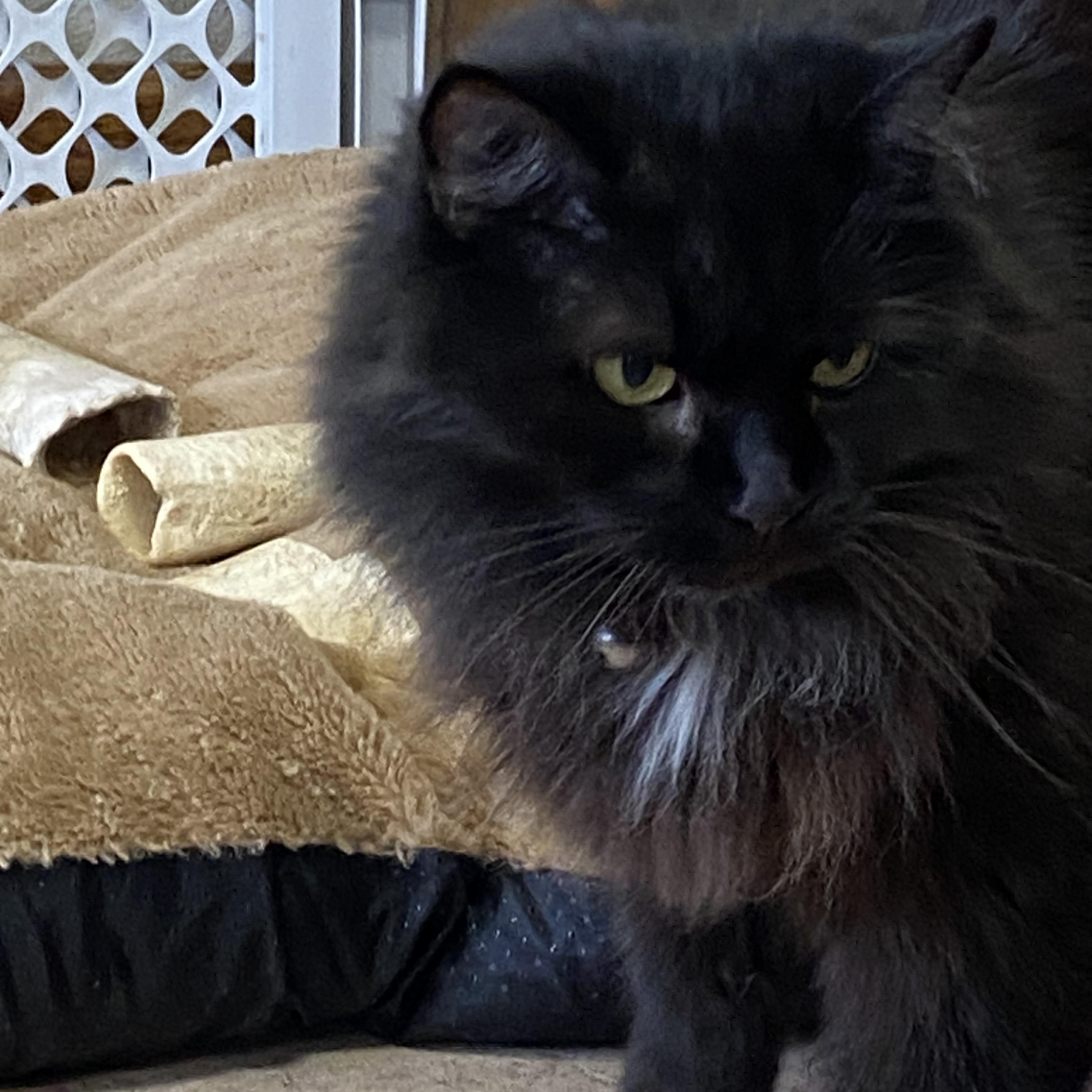 Nix, a ADOPTABLE Domestic Long Hair in Choteau, MT image 3/3